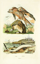 Guerin 1836 Milandre Shark Engraving - Panteek Antique Prints