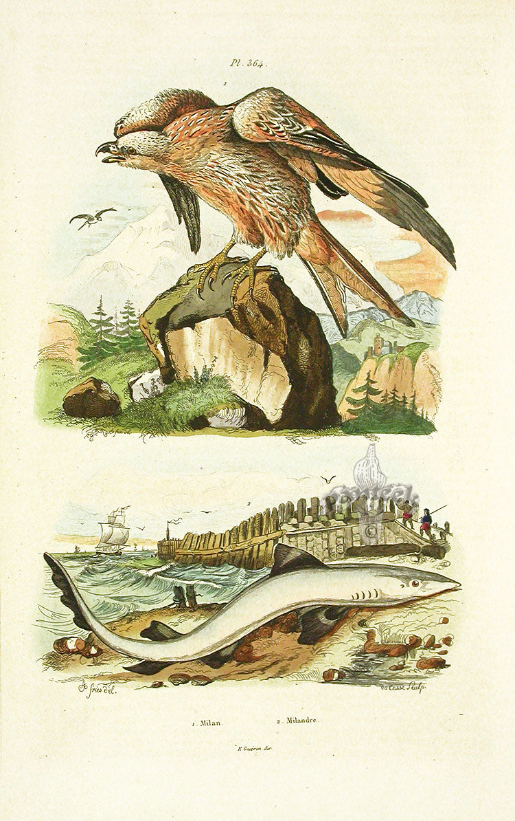 Guerin 1836 Milandre Shark Engraving