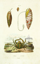Guerin 1836 Crab, Mitre Shell Engraving - Panteek Antique Prints