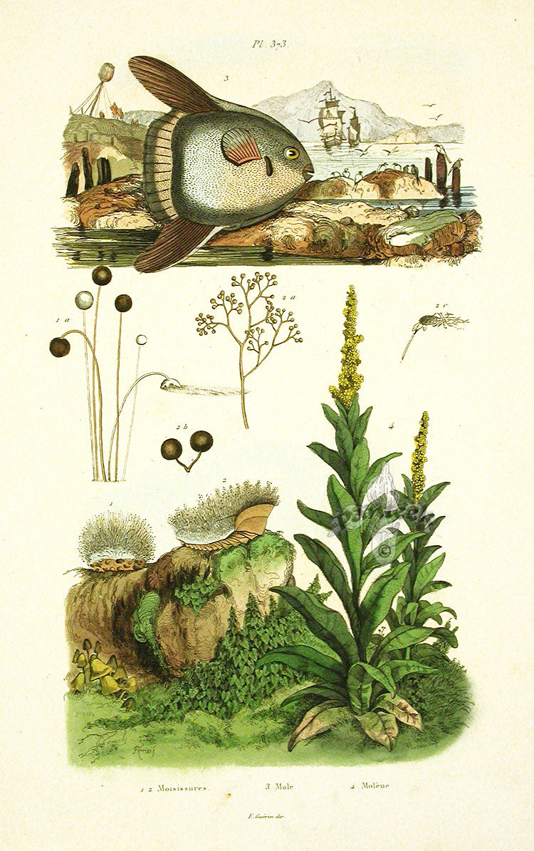 Guerin 1836 Mola Mola Fish Engraving