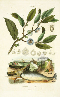 Guerin 1836 Narwhal Mammal Engraving - Panteek Antique Prints