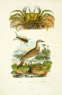 Guerin 1836 Ocypoda Crab Engraving - Panteek Antique Prints