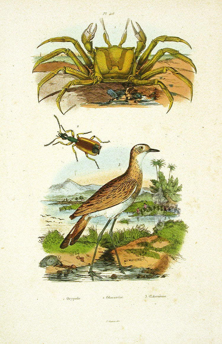 Guerin 1836 Ocypoda Crab Engraving