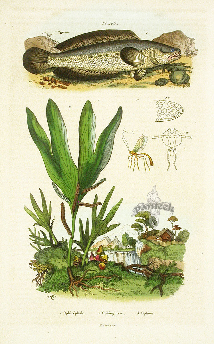 Guerin 1836 Ophicephale Fish Engraving
