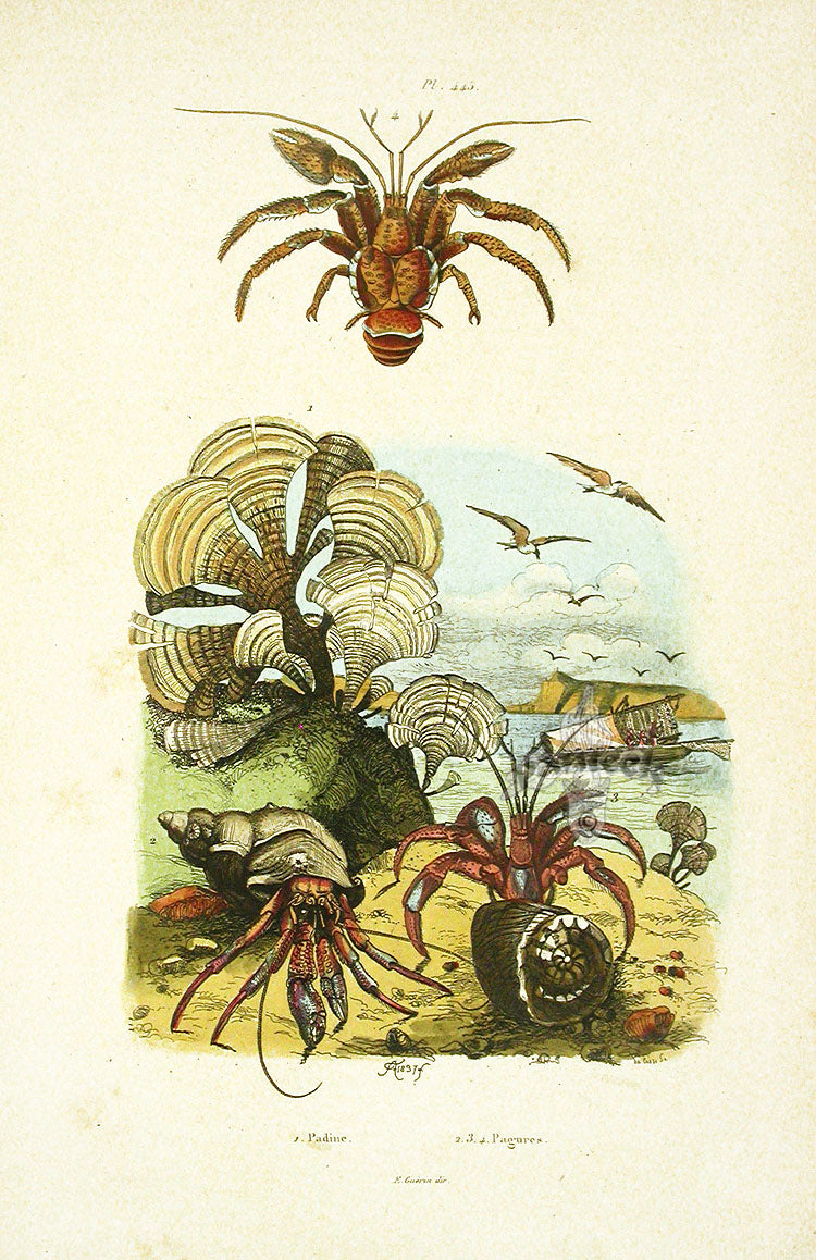 Guerin 1836 Hermit Crab Engraving