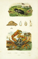 Guerin 1836 Parthenope Crab Engraving - Panteek Antique Prints