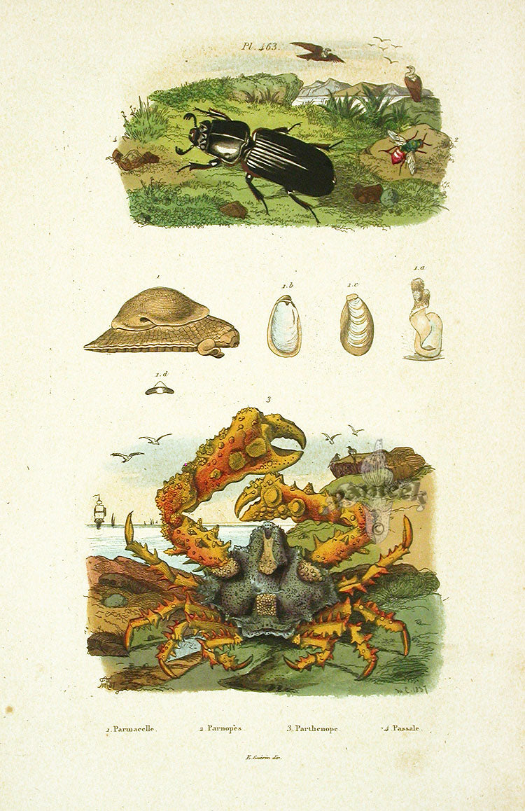 Guerin 1836 Parthenope Crab Engraving