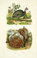 Guerin 1836 Three Scallop Shells Engraving - Panteek Antique Prints