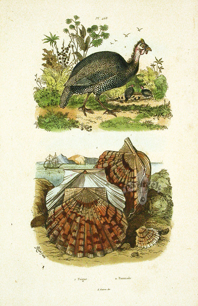 Guerin 1836 Three Scallop Shells Engraving