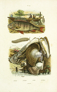 Guerin 1836 Perch, Shells Engraving - Panteek Antique Prints
