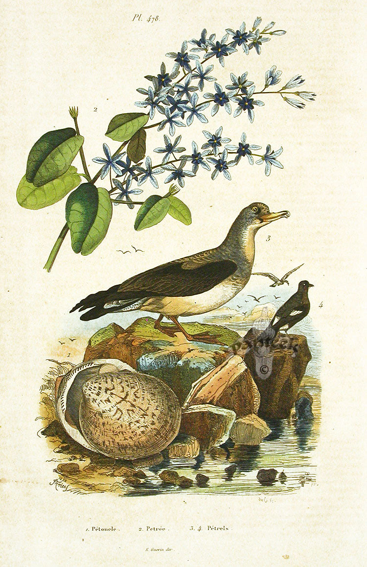 Guerin 1836 Shells Engraving