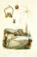 Guerin 1836 Pholades Shell Engraving - Panteek Antique Prints