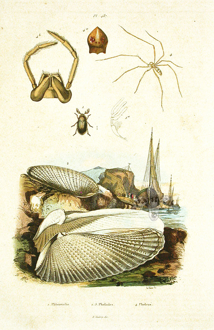 Guerin 1836 Pholades Shell Engraving