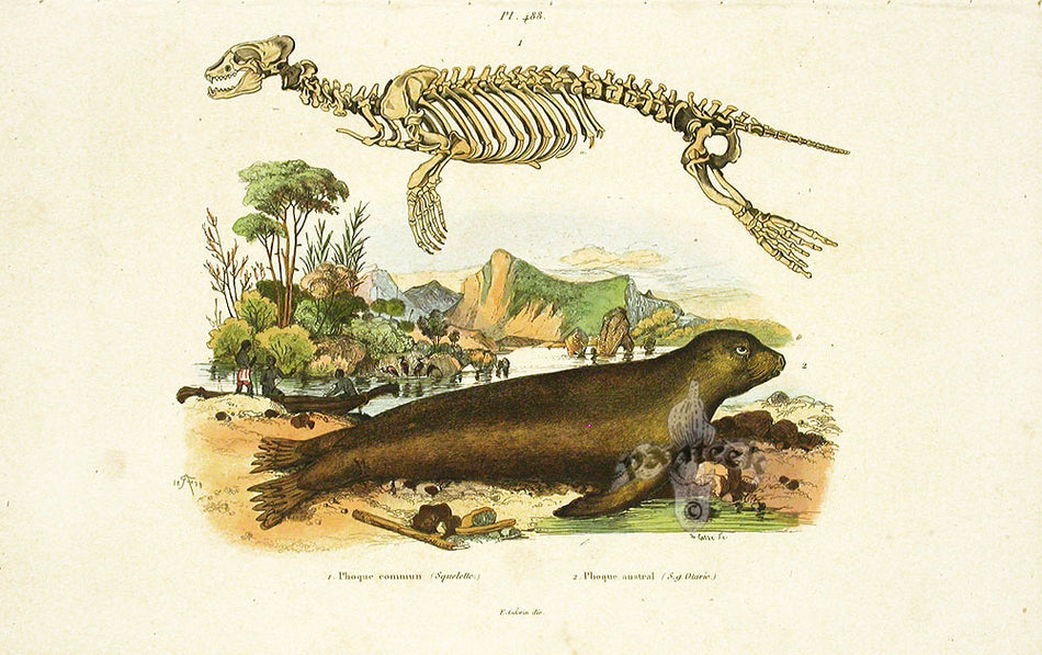 Guerin 1836 Seal Mammal Engraving | Panteek Antique Prints