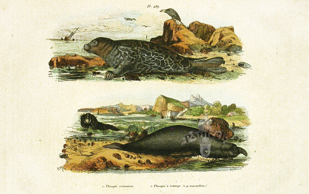 Guerin 1836 Walrus Mammal Engraving