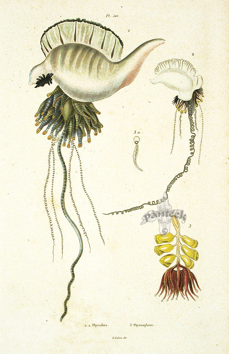 Guerin 1836 Man-O-War Jellyfish Engraving