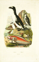 Guerin 1836 Pinguipes Fish Engraving - Panteek Antique Prints