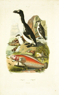 Guerin 1836 Pinguipes Fish Engraving - Panteek Antique Prints