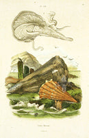 Guerin 1836 Pen Shells Engraving - Panteek Antique Prints