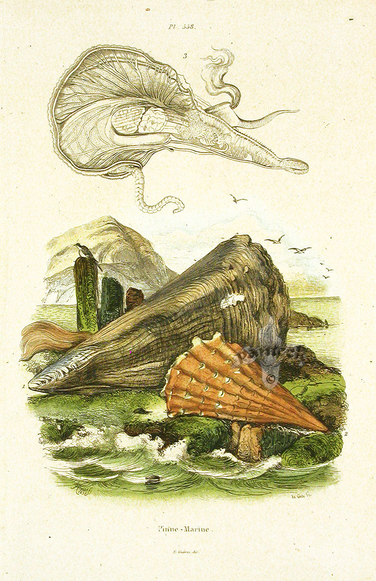 Guerin 1836 Pen Shells Engraving