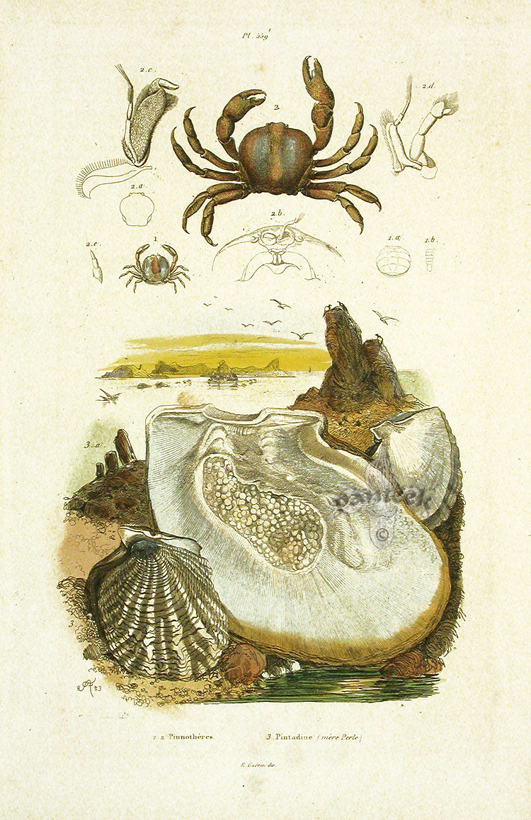 Guerin 1836 Pearl Oyster Shell Engraving