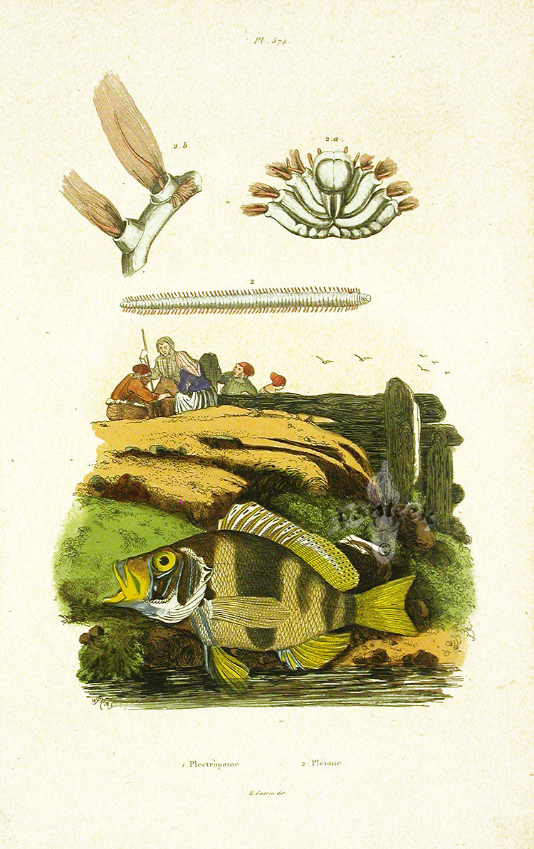 Guerin 1836 Plectropome Fish Engraving