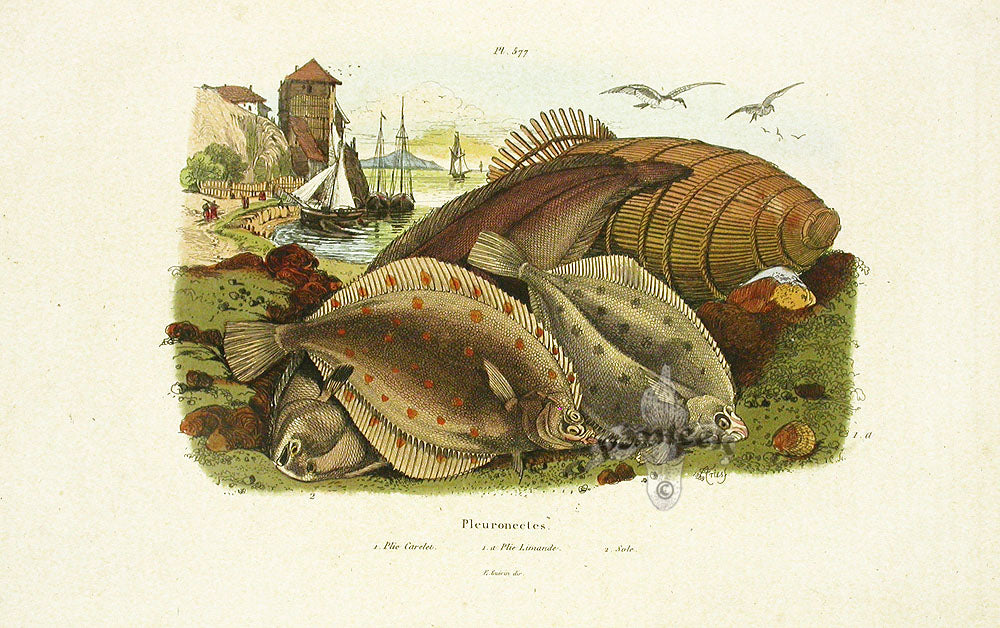 Guerin 1836 Sole Fish Engraving