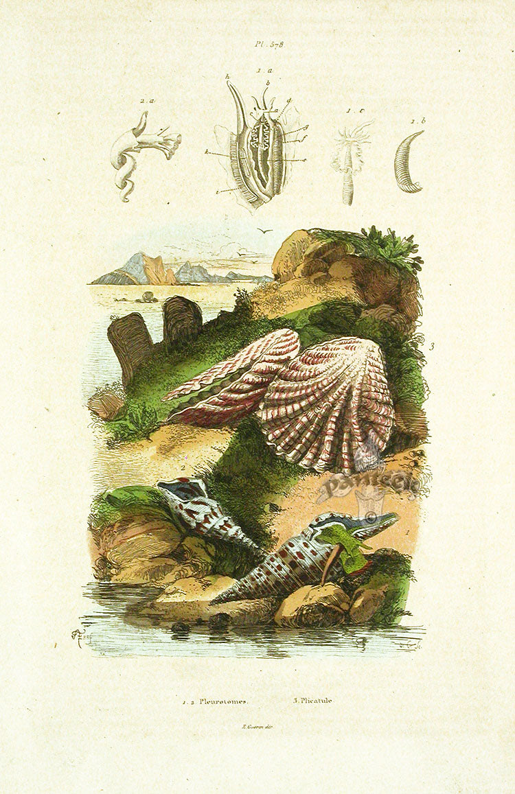 Guerin 1836 Scallop Shells Engraving