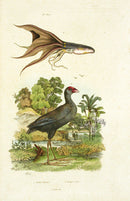 Guerin 1836 Squid Mollusks Engraving - Panteek Antique Prints