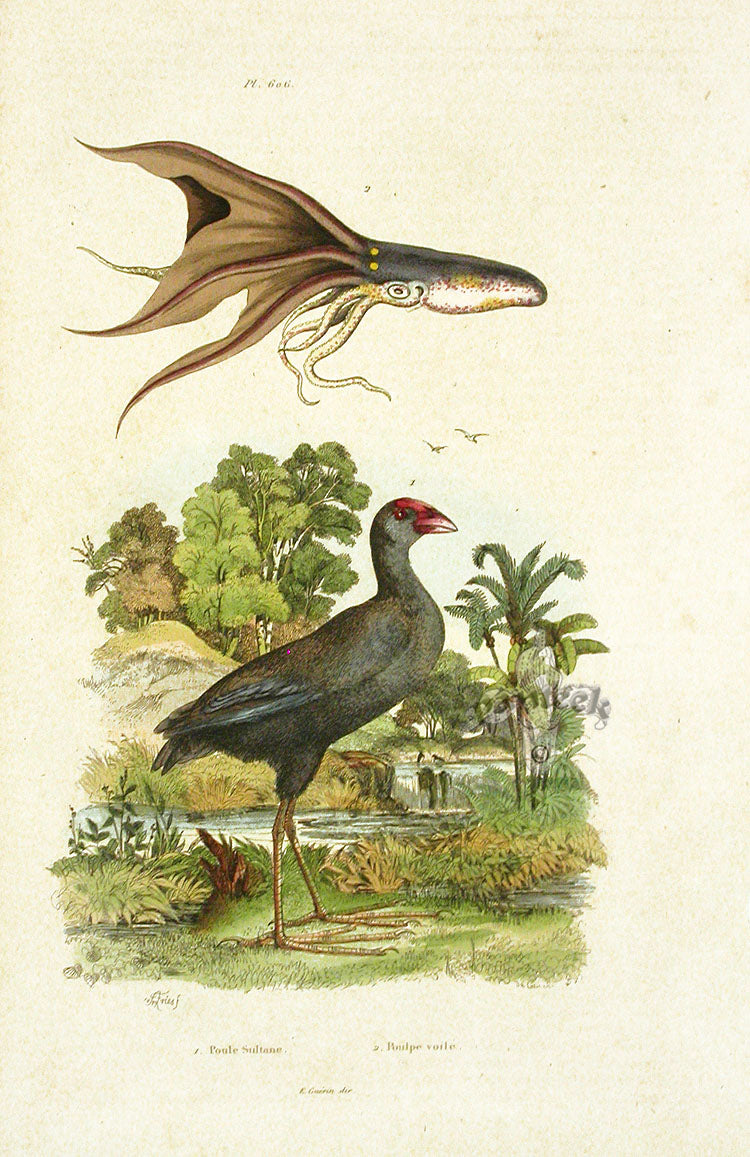 Guerin 1836 Squid Mollusks Engraving