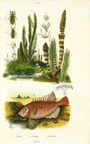 Guerin 1836 Bigeye Fish Engraving - Panteek Antique Prints