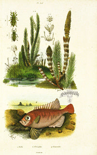 Guerin 1836 Bigeye Fish Engraving - Panteek Antique Prints