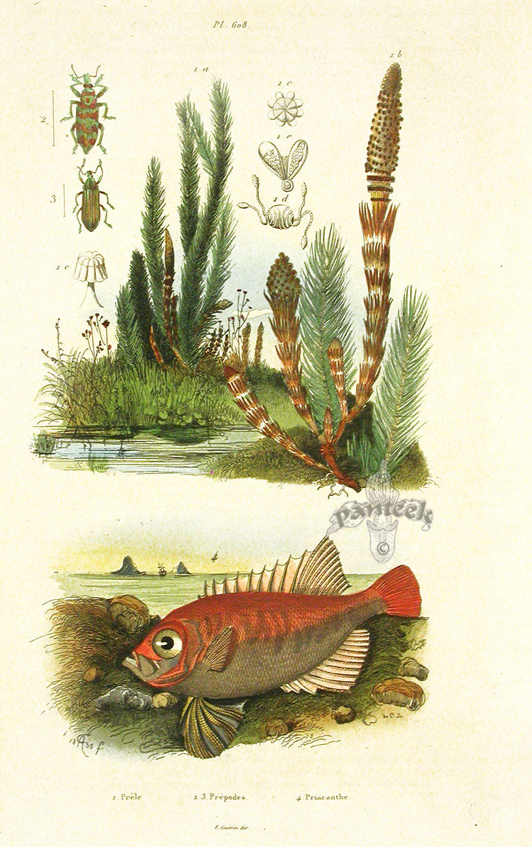 Guerin 1836 Priacanthe Fish Engraving