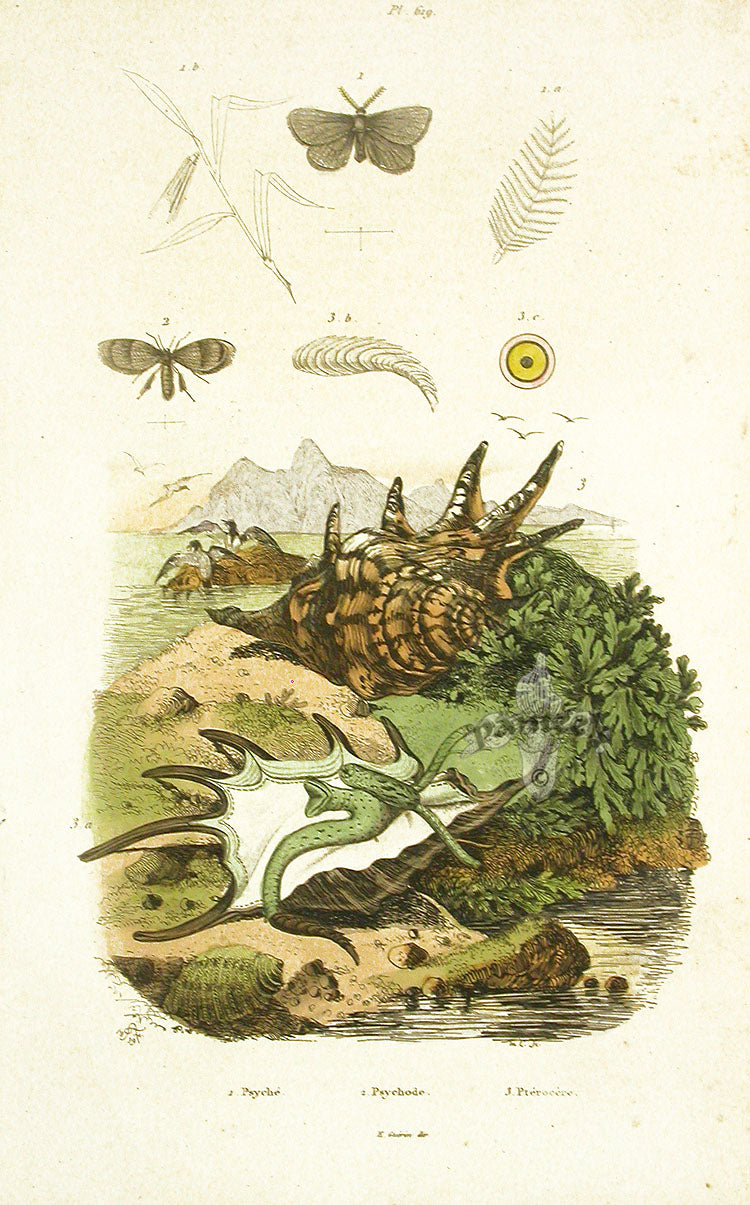 Guerin 1836 Murex Shells Engraving