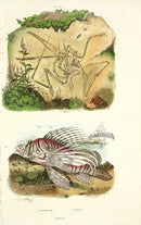 Guerin 1836 Pterois, Pterodactal Fish Engraving - Panteek Antique Prints