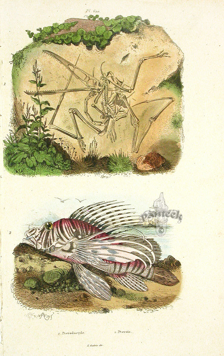 Guerin 1836 Pterois, Pterodactal Fish Engraving