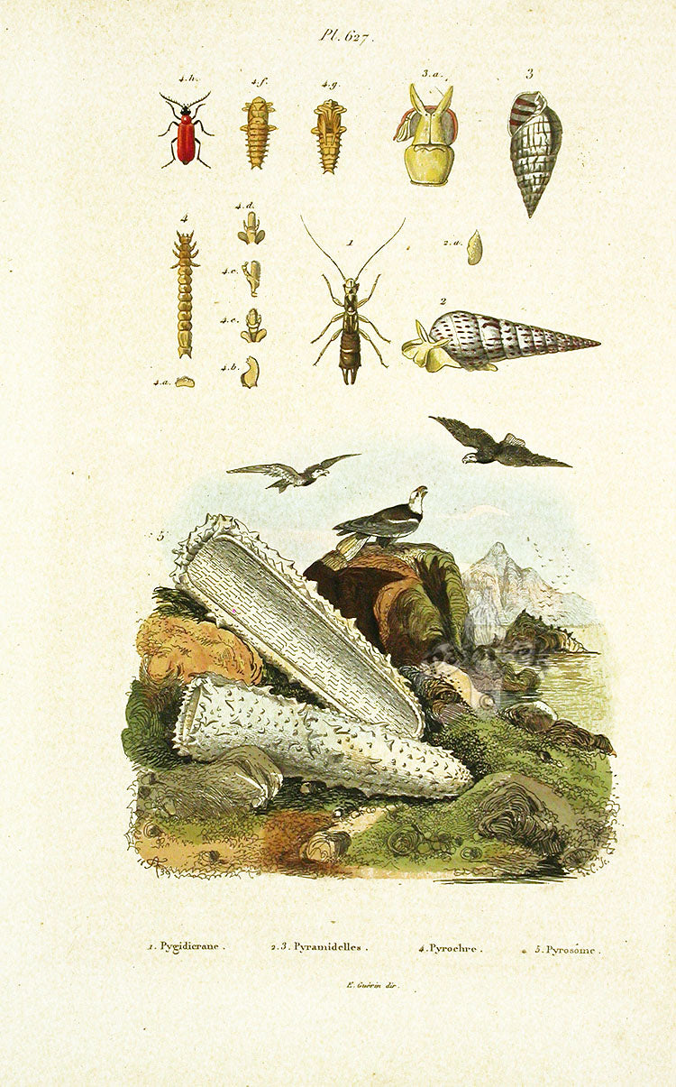 Guerin 1836 Pyrosome Engraving