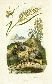 Guerin 1836 Murex Shell Engraving - Panteek Antique Prints