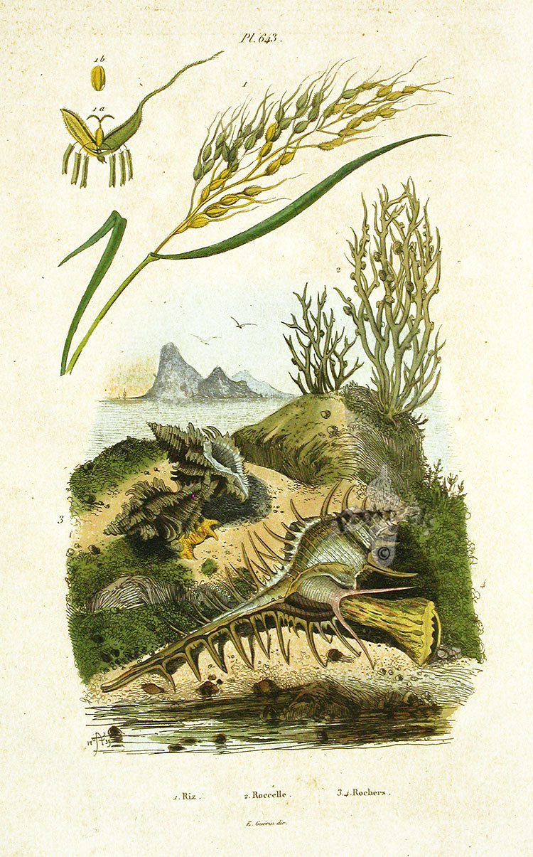 Guerin 1836 Murex Shell Engraving