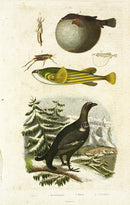 Guerin 1836 Tetrodons Fish Engraving - Panteek Antique Prints