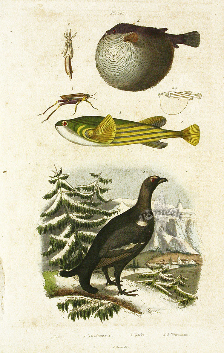 Guerin 1836 Tetrodons Fish Engraving
