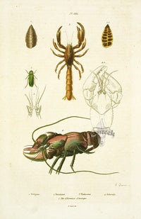 Guerin 1836 Lobster Engraving - Panteek Antique Prints