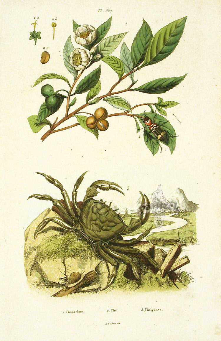 Guerin 1836 Thelphusa Crab Engraving