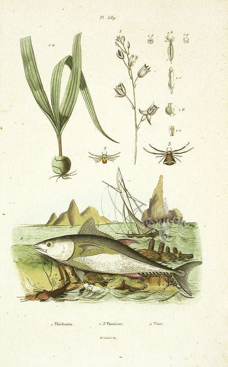 Guerin 1836 Thoa Fish Engraving