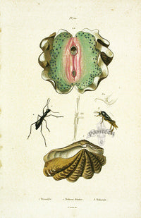 Guerin 1836 Giant Clam Shell Engraving - Panteek Antique Prints