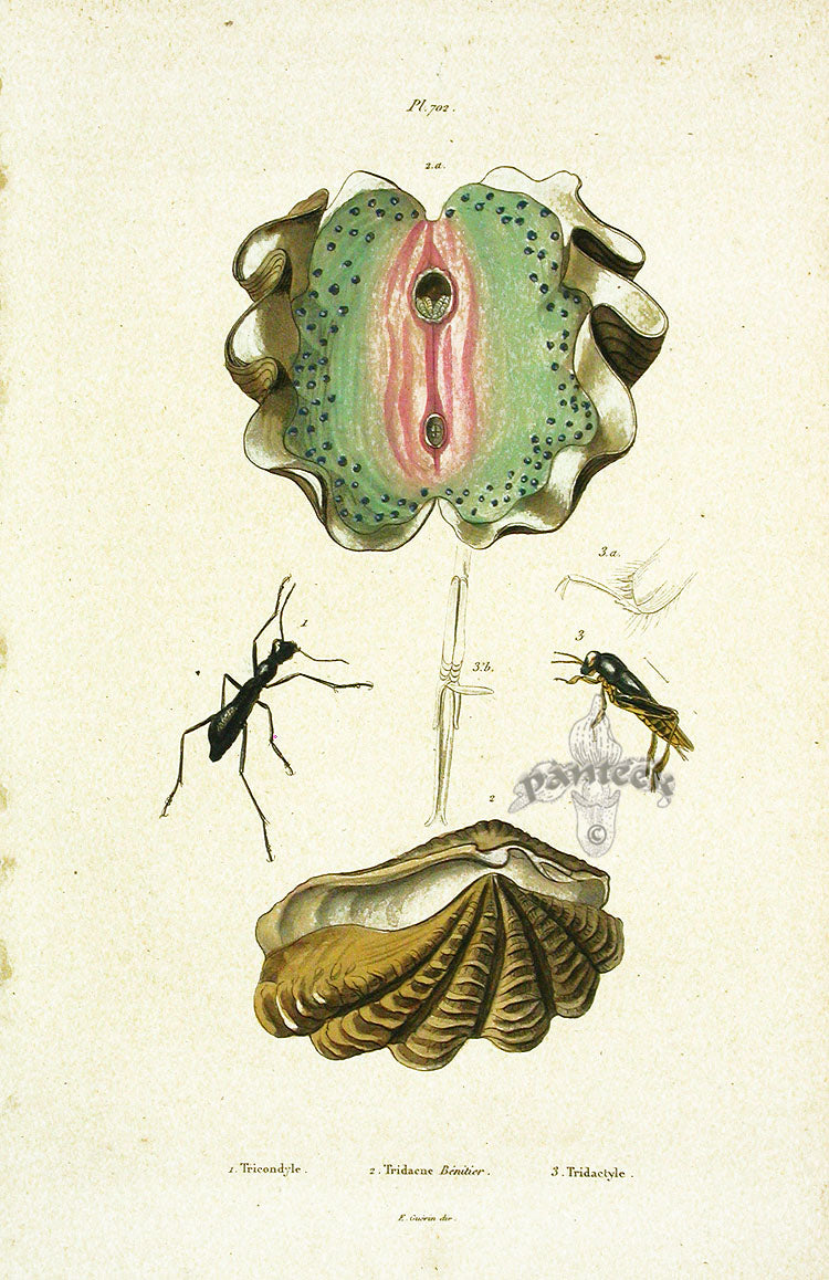 Guerin 1836 Giant Clam Shell Engraving