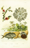 Guerin 1836 Sea Creatures Fish Engraving - Panteek Antique Prints