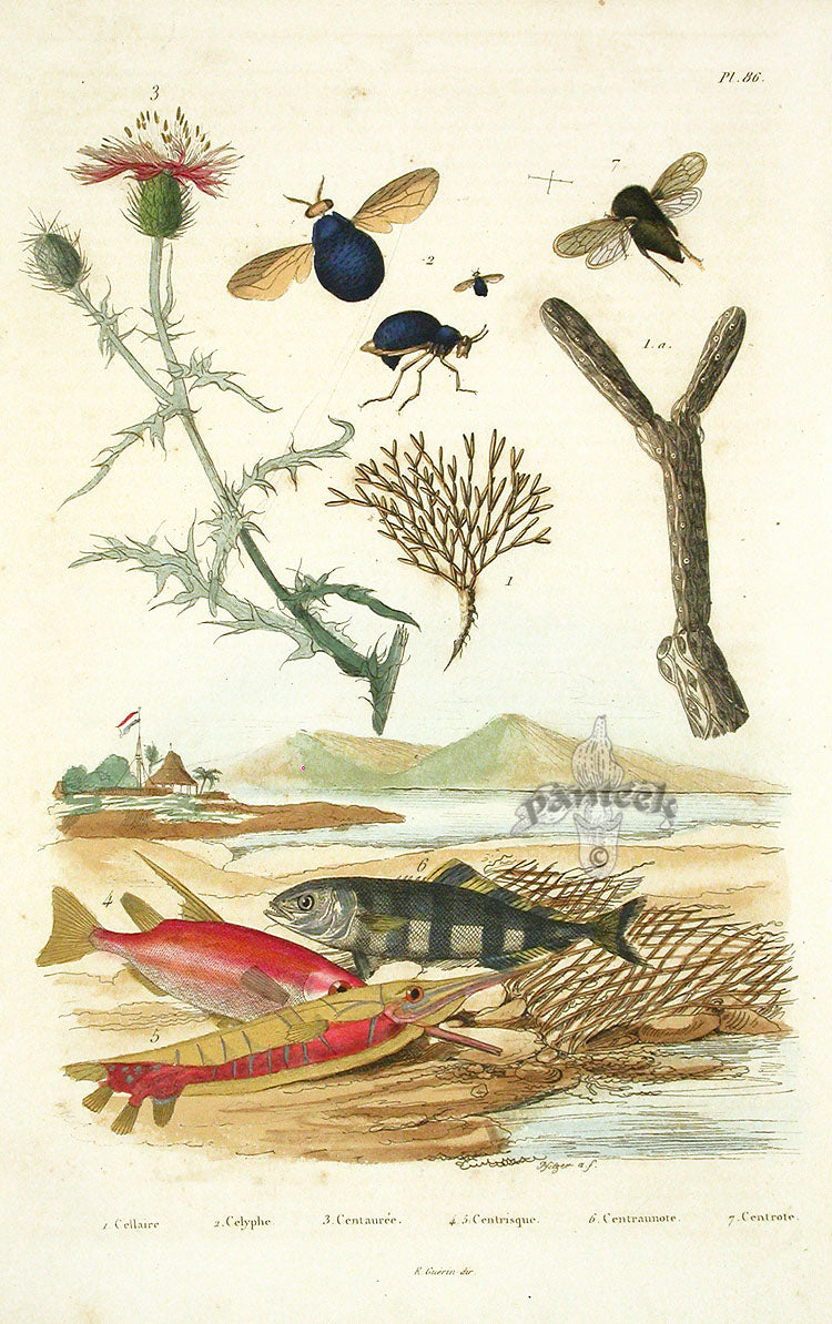 Guerin 1836 Trumpet Fish Engraving