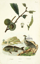 Guerin 1836 Cheilodactyle Fish Engraving - Panteek Antique Prints