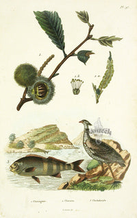 Guerin 1836 Cheilodactyle Fish Engraving - Panteek Antique Prints